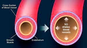 nitric_oxide_dilates_arteries